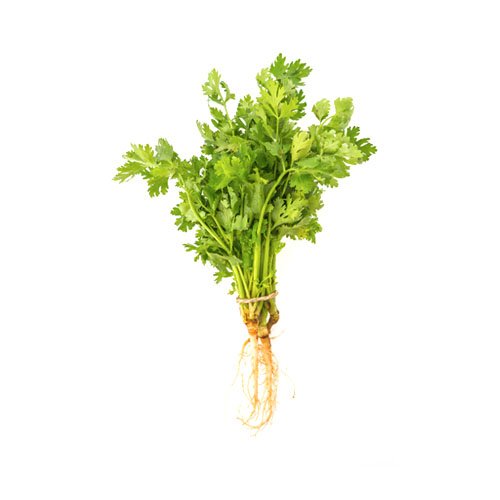 Cilantro