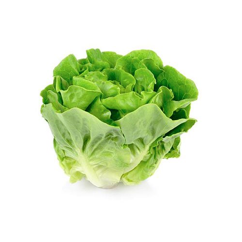 Lechuga Romana